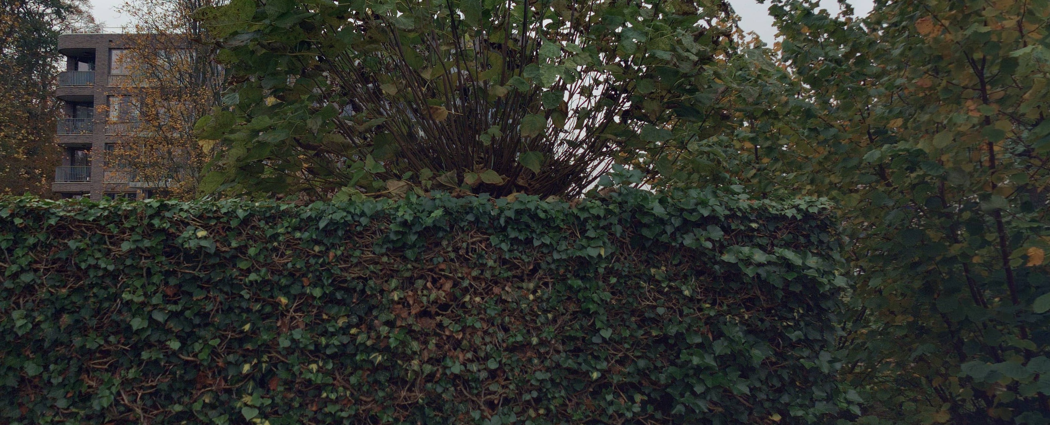 Weijerstaete 293